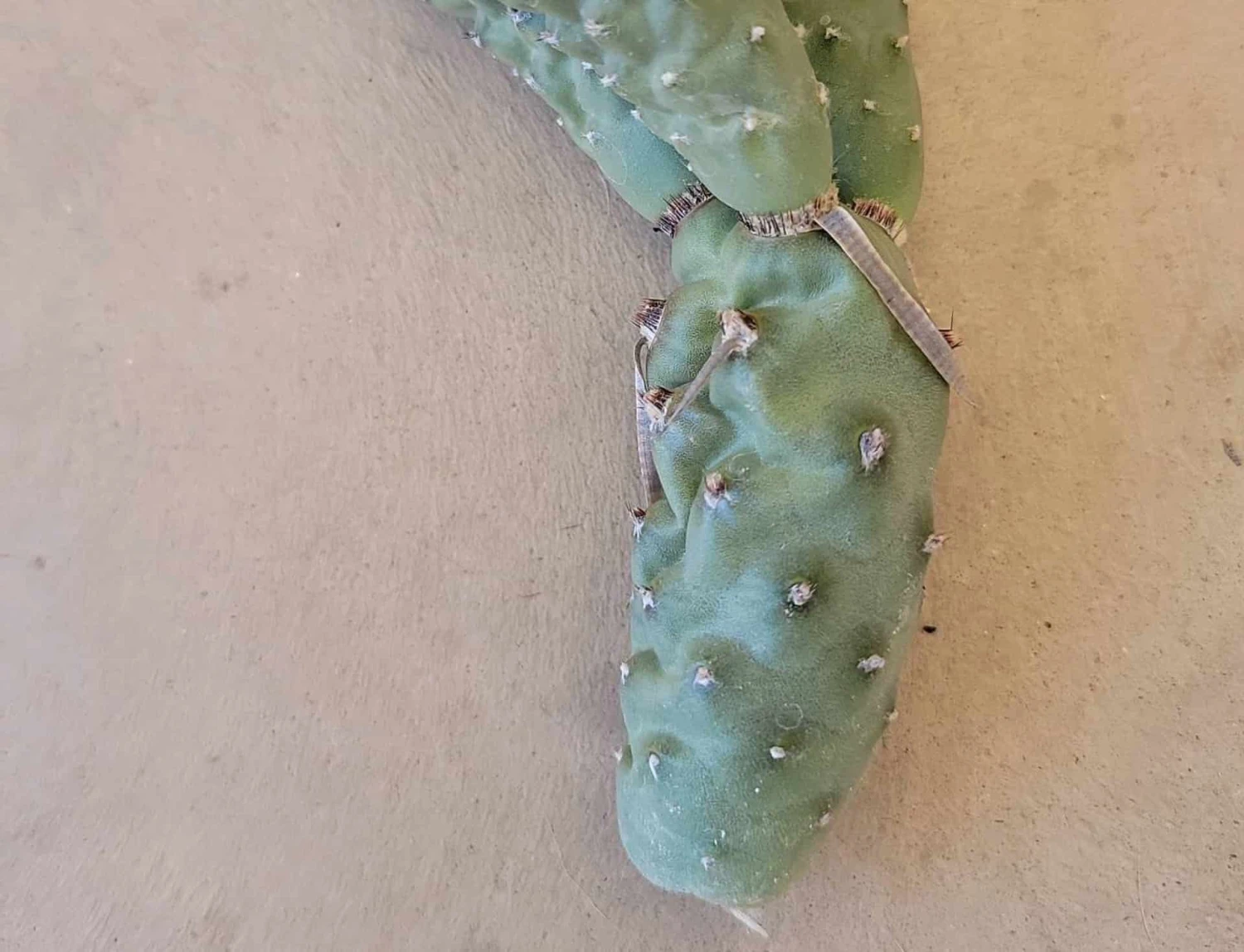 Tephrocactus Articulatus Paper Spine Cactus 6" Cutting