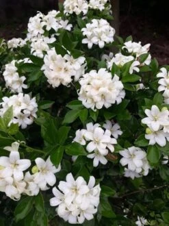 Orange Jasmine Tree 3-4ft Tall