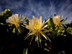 Dragon Fruit Starter Kit, 3x Varieties, Top Flavors