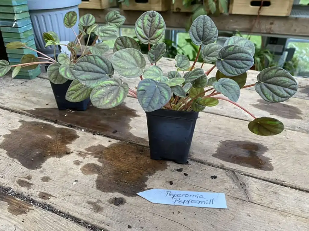 Peperomia Peppermill 2.5 Inch Tall Pot Live Plant - Image 5