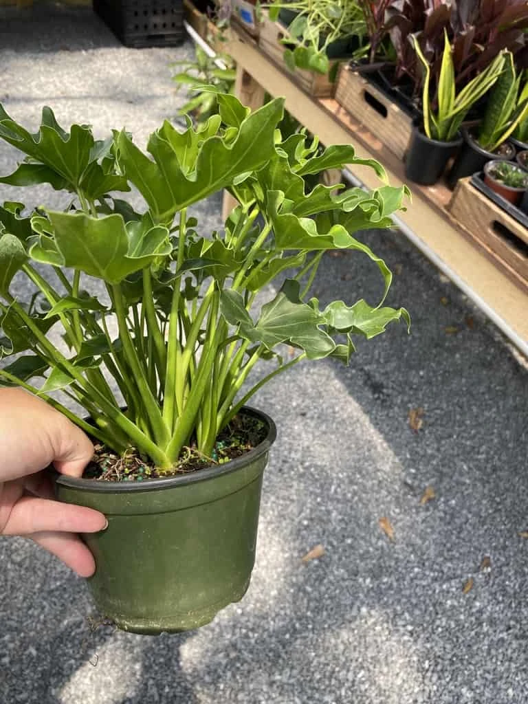 Philodendron Selloum Little Hope 6" Pot Live Plant - Image 3