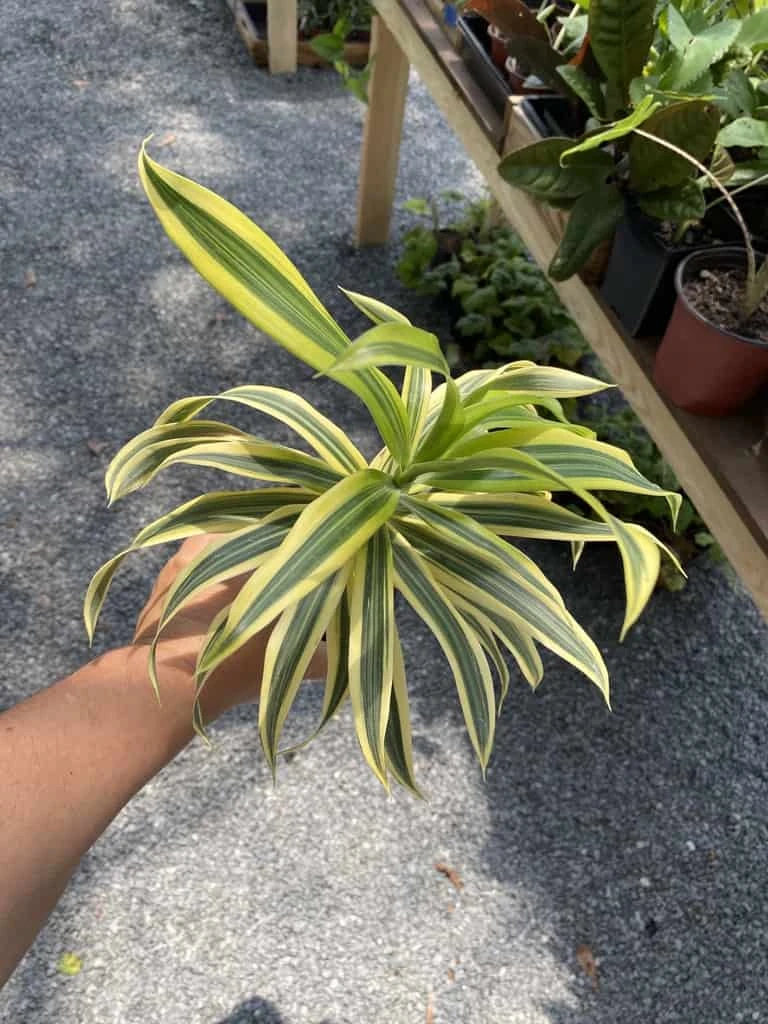 Dracaena Song Of India 4" Pot Live Plant - Image 10