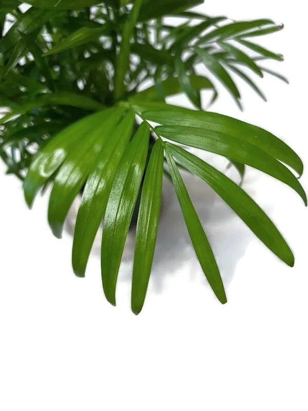 A Beautiful Royal Palm In A 4 Inch Pot. - Image 2