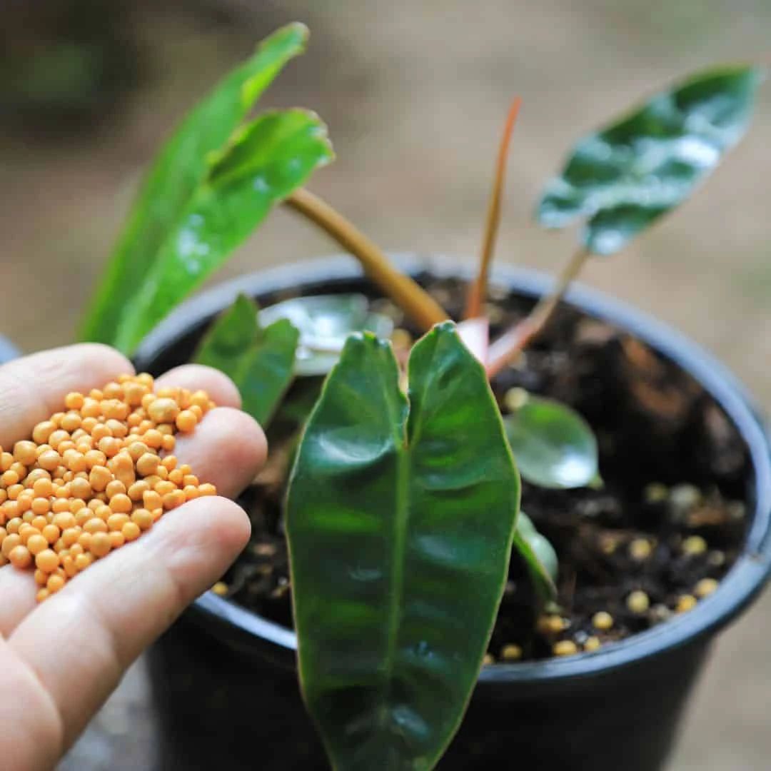 Philodendron Billietiae - Stunning Orange Petioles - Climbing Philodendron