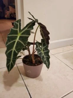 Alocasia Amazonica Polly