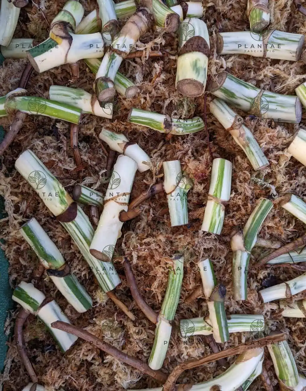 Monstera Albo Borsigiana "White Tiger" Lineage | WHOLESALE PRICING | 12 Single Node Cuttings - Image 6