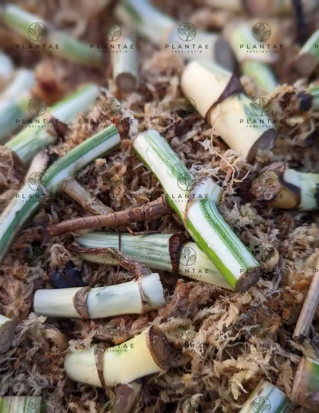 Monstera Albo Borsigiana "White Tiger" Lineage | WHOLESALE PRICING | 12 Single Node Cuttings - Image 4