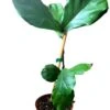Fiddle Leaf Fig