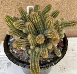 Cactus - Echinopsis Chamaecereus (clumping)