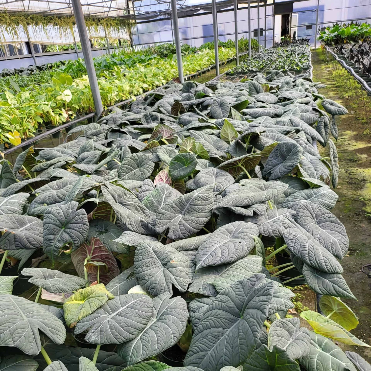 Alocasia Maharani - Image 2