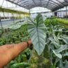 ALOCASIA COROZON (Growers Choice )