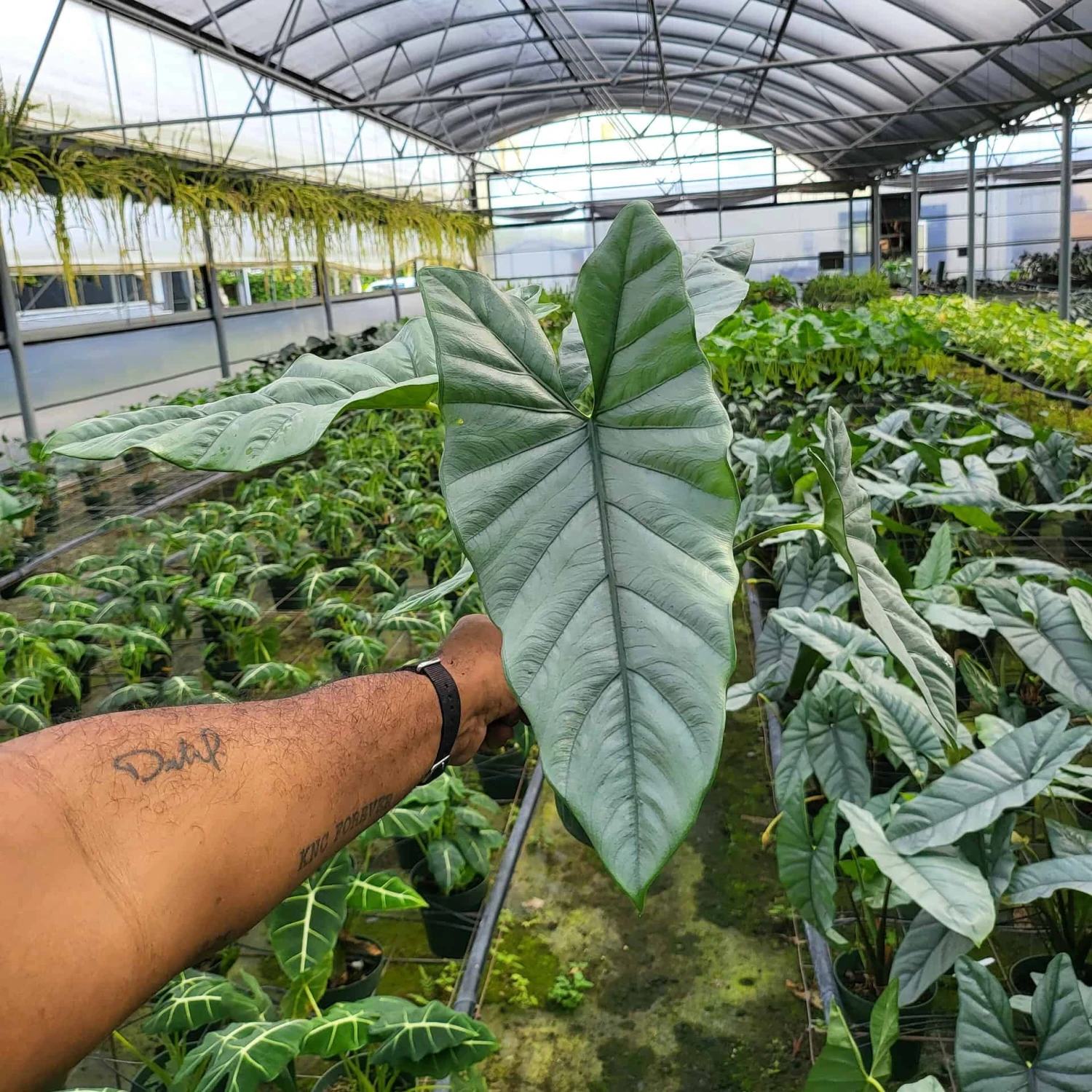 ALOCASIA COROZON (Growers Choice )