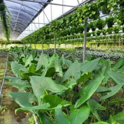 ALOCASIA ZEBRINA (GROWERS CHOICE)