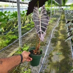 Alocasia Purply