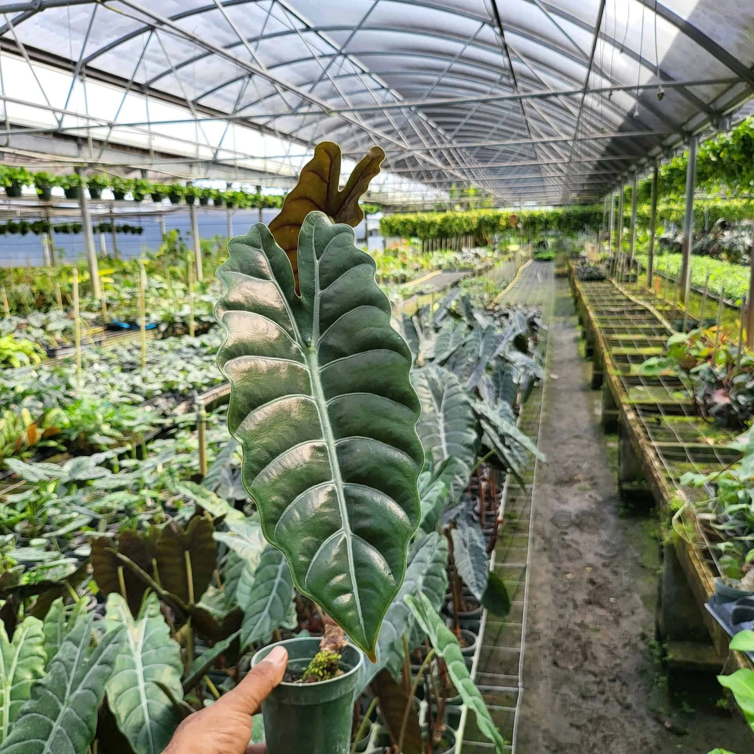 ALOCASIA CHANTRIERI (GROWERS CHOICE) - Image 2