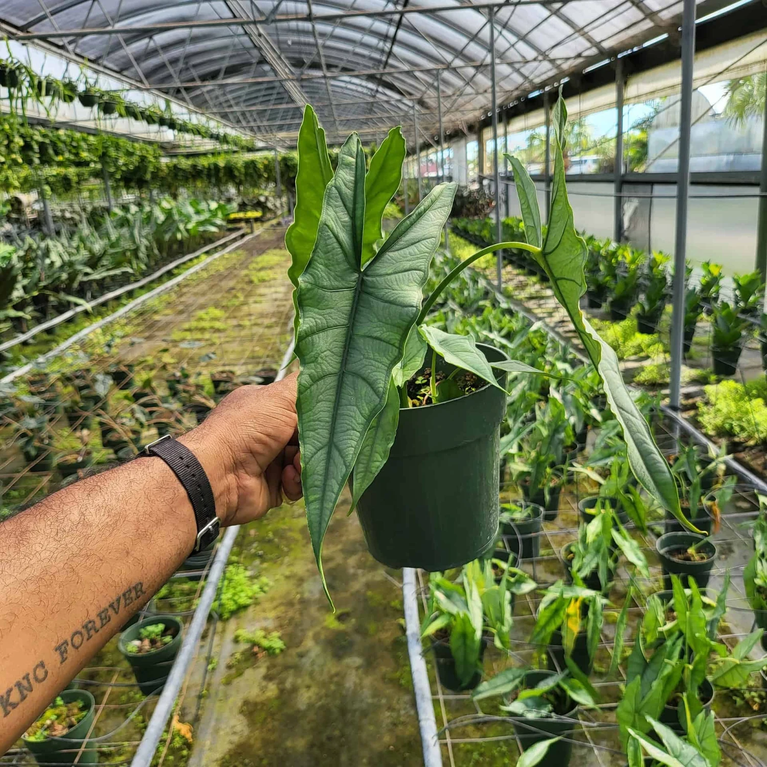 ALOCASIA DRAGONS BREATH (GROWERS CHOICE) - Image 2