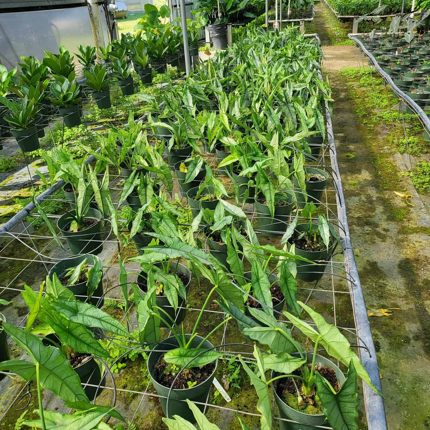 ALOCASIA DRAGONS BREATH (GROWERS CHOICE)