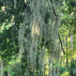 Beautiful Fresh Florida Spanish Moss (Tillandsia Usneoides) In 1 Gallon Bags