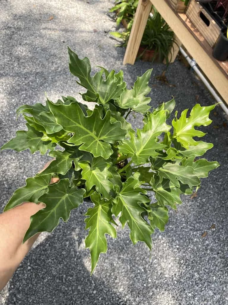 Philodendron Selloum Little Hope 6" Pot Live Plant - Image 14