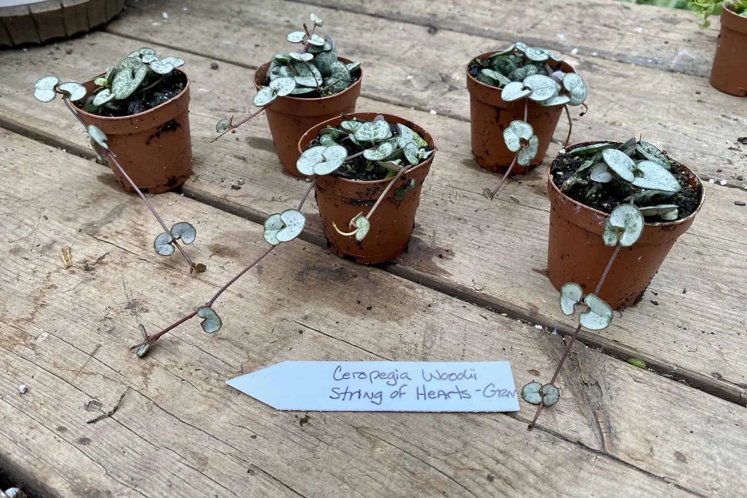 String Of Hearts Ceropegia Woodii Green 2" Pot Live Plant - Image 8