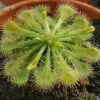 Spoonleaf Carnivorous Sundew Plant -Drosera Spathulata-2" Pot-Collector's Series