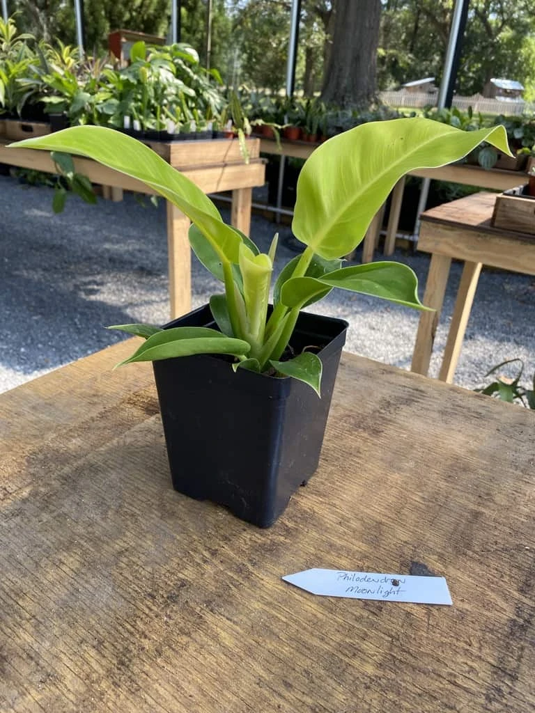 Philodendron Moonlight 2.5 Inch Tall Pot Starter Plant - Image 2