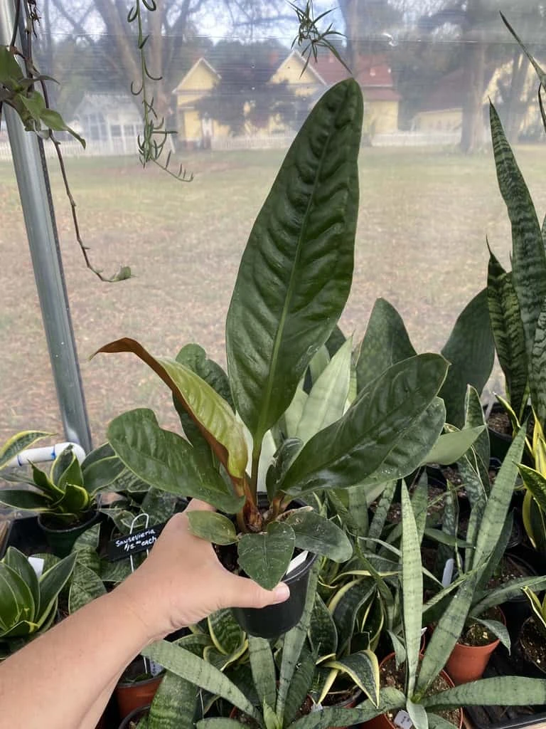 Anthurium Superbum 2.5 Tall Pot Live Starter Plant - Image 2