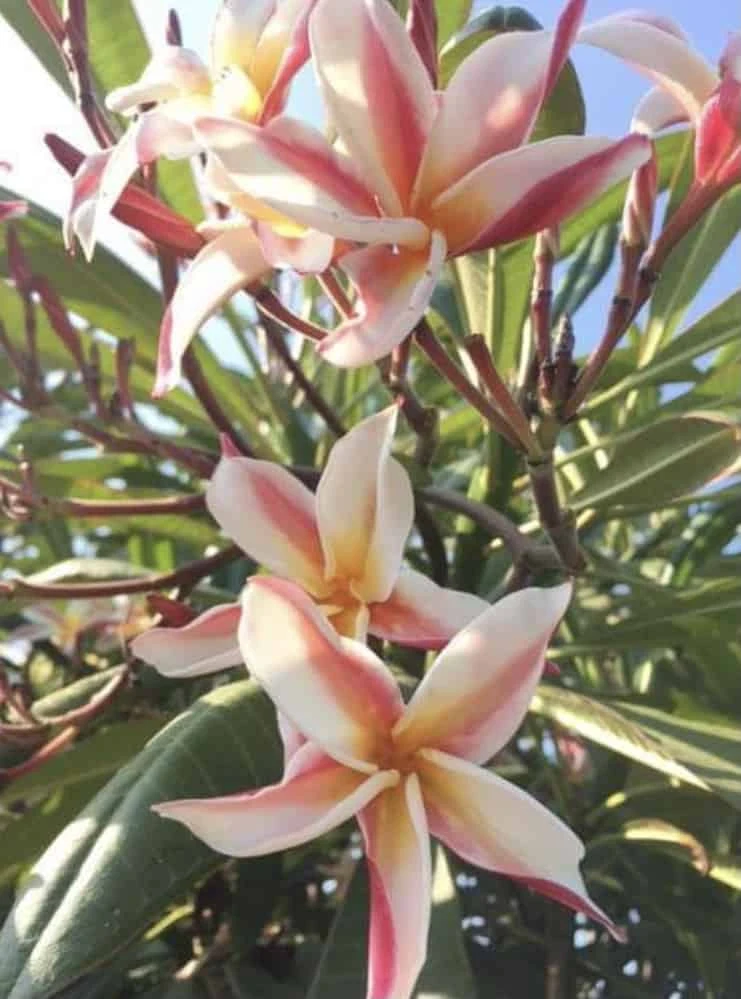 Rare Plumeria, Madame Poni, 15+ In Cutting