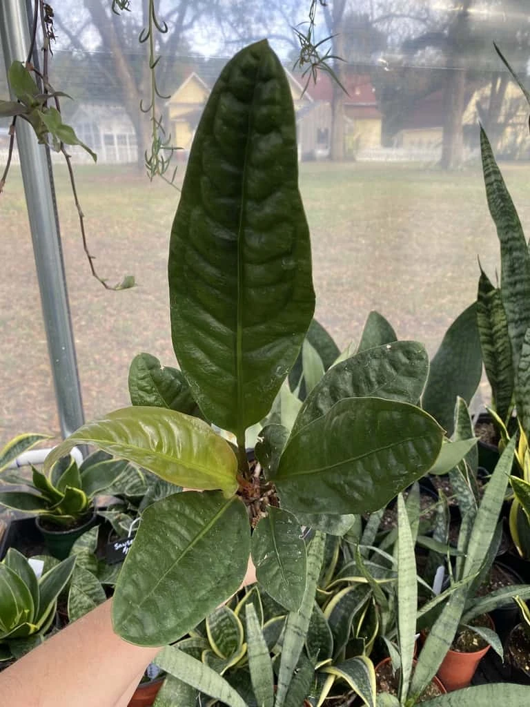 Anthurium Superbum 2.5 Tall Pot Live Starter Plant - Image 3