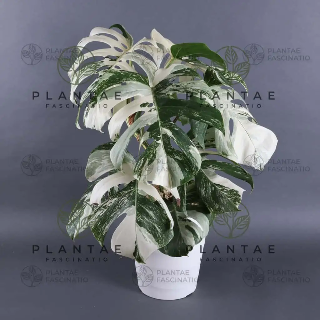 Monstera Albo Borsigiana "White Tiger" Lineage | WHOLESALE PRICING | 12 Single Node Cuttings - Image 2