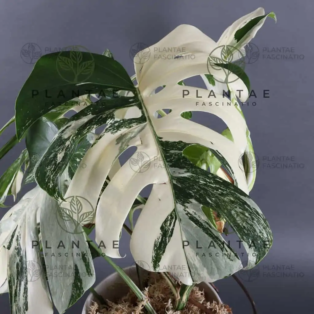 Monstera Albo Borsigiana "White Tiger" Lineage | WHOLESALE PRICING | 12 Single Node Cuttings - Image 3