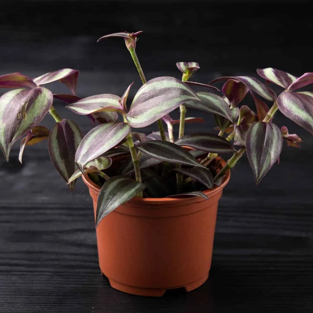 Vibrant Tradescantia Zebrina - Striking Groundcover - Fast-Growing Plant | 4-inch Pot - Image 2