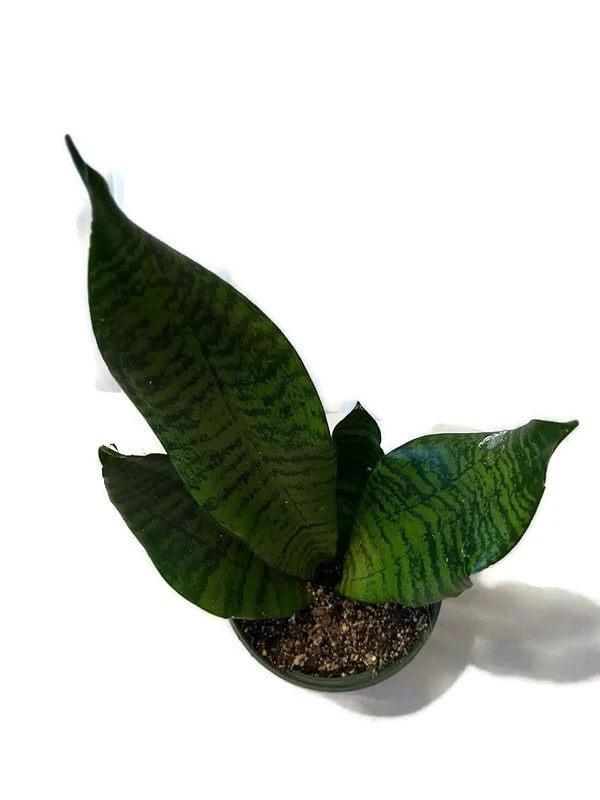 Stunning Snake Plant Sansevieria Zeylanica In A 6 Inch Pot! - Image 3