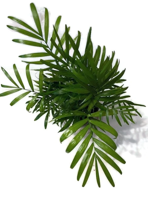 A Beautiful Royal Palm In A 4 Inch Pot. - Image 3