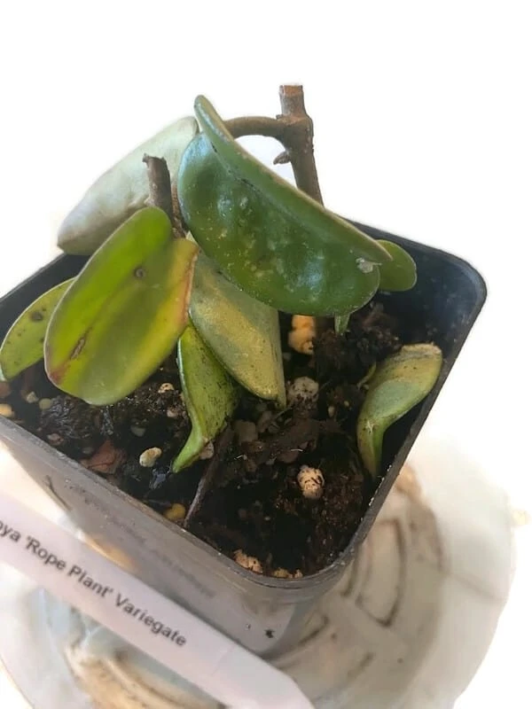 Variegated Hindu Rope Hoya In A 4 Inch Pot - Image 3