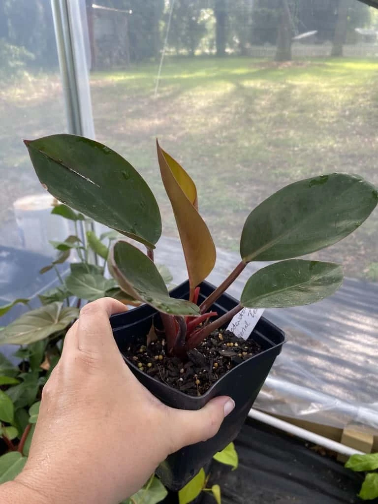 Philodendron Imperial Red 4 Inch Pot| Starter Plant - Image 3