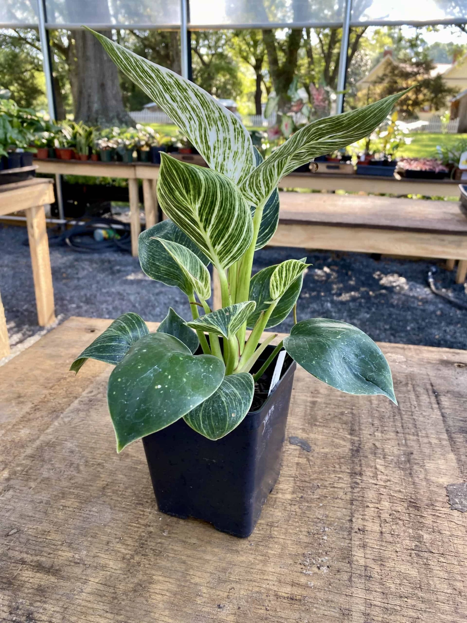 Philodendron Birkin 4 Inch Tall Pot Live Plant Variegated Houseplant - Image 10