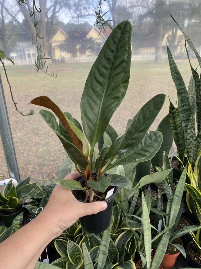 Anthurium Superbum 2.5 Tall Pot Live Starter Plant - Image 6