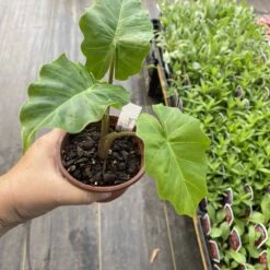 Alocasia Or Elephant Ear Low Rider 3" Pot Live Plant