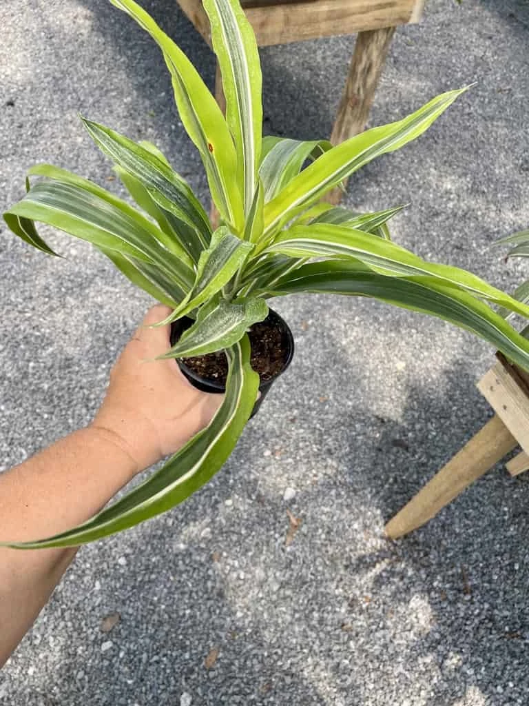 Dracaena Deremensis Or Dragon Tree Lemon Surprise 4 Inch Pot Live Plant - Image 7