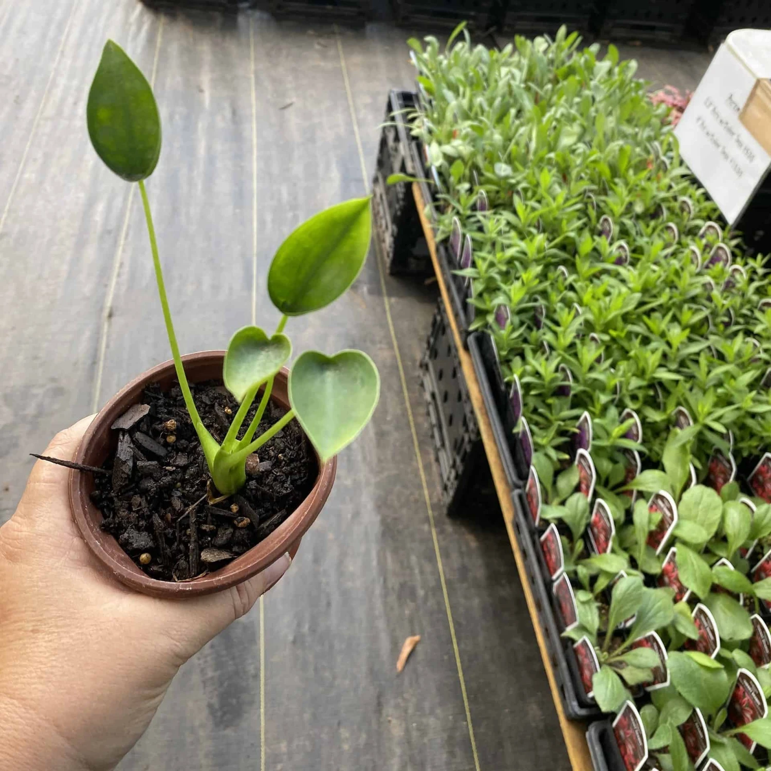 Alocasia Or Elephant Ear Tiny Dancer 3" Pot Live Plant - Image 2