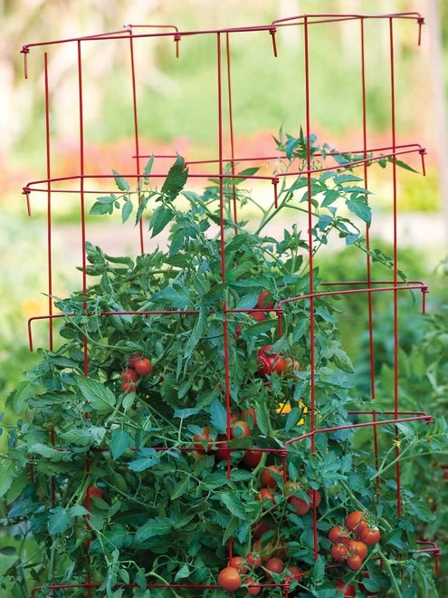 XL Pro Series Cage - Red - Image 3