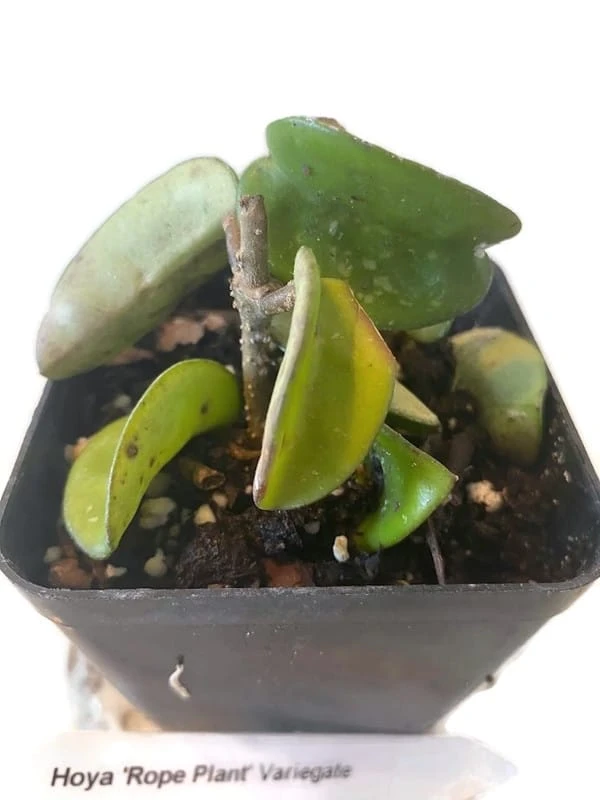 Variegated Hindu Rope Hoya In A 4 Inch Pot - Image 2