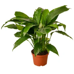 Peace Lily | Spathiphyllum | Exotic House Plants