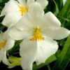 Miltoniopsis Sunglow ‘Amazing’ Easy To Grow, White Flowers, Fragrant From Hawaii