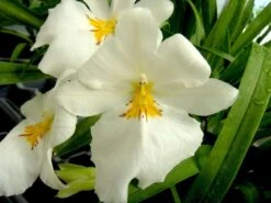 Miltoniopsis Sunglow ‘Amazing’ Easy To Grow, White Flowers, Fragrant From Hawaii