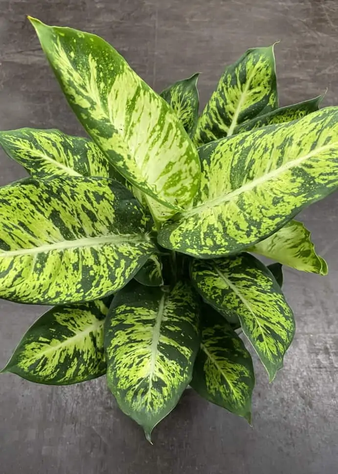 Dieffenbachia Sublime Live Plant In 4" Pot - Image 2