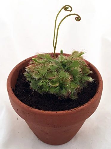 Spoonleaf Carnivorous Sundew Plant -Drosera Spathulata-2" Pot-Collector's Series - Image 2
