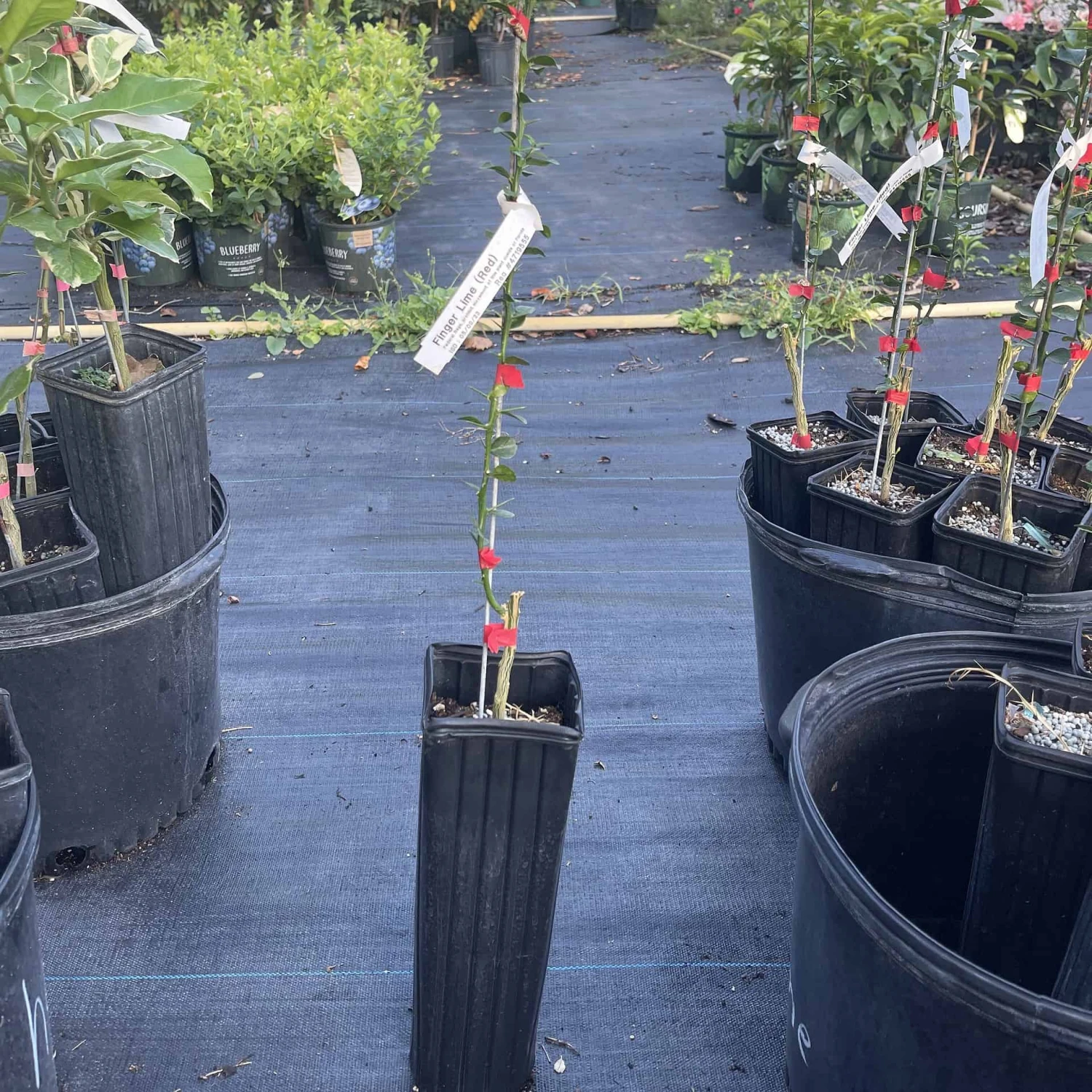 Red Finger Lime Grafted Citrus Tree. 2 Feet Tall.