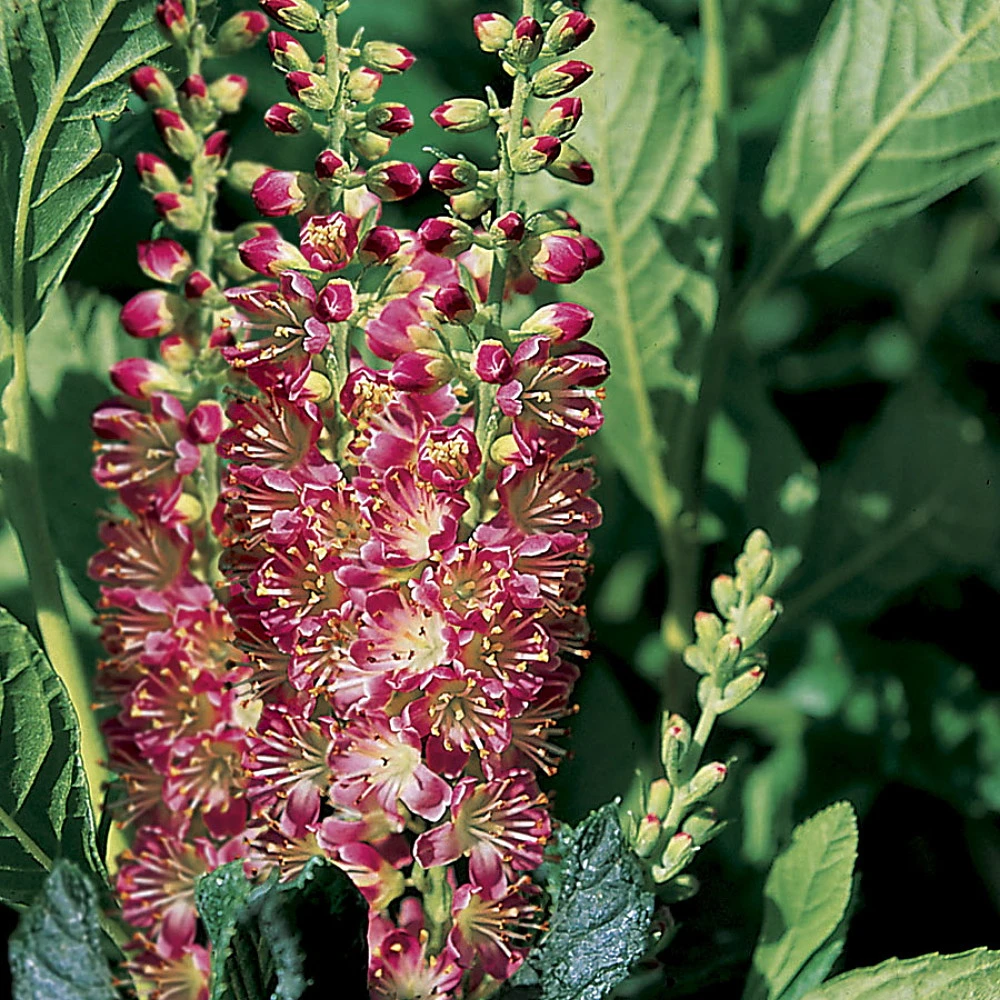 Ruby Spice Summersweet - Clethra Alnifolia - Fragrant! - 4" Pot